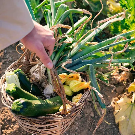 Judeka Agriresort كالتاجيروني
