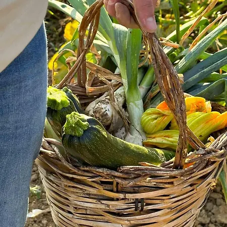 Judeka Agriresort كالتاجيروني