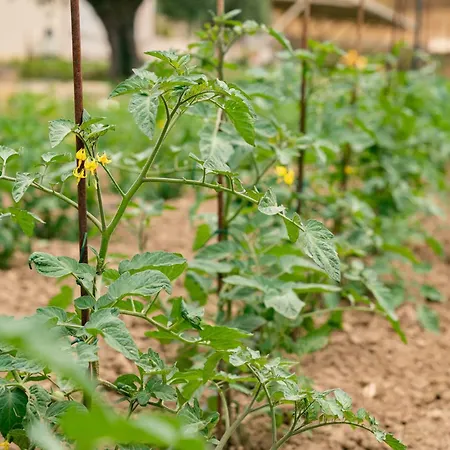 Judeka Agriresort * كالتاجيروني