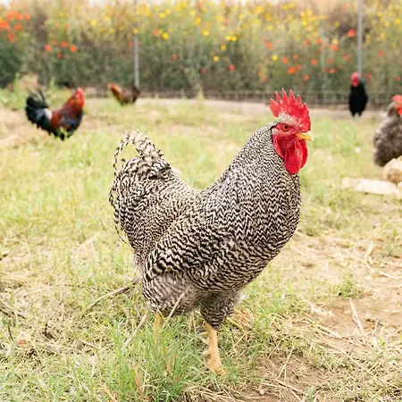 Judeka Agriresort منتجع كالتاجيروني