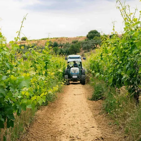 Judeka Agriresort منتجع كالتاجيروني