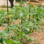 Judeka Agriresort * 卡尔塔吉罗