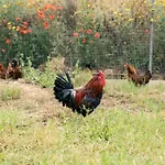 Judeka Agriresort * 卡尔塔吉罗