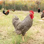 Judeka Agriresort 度假村 卡尔塔吉罗