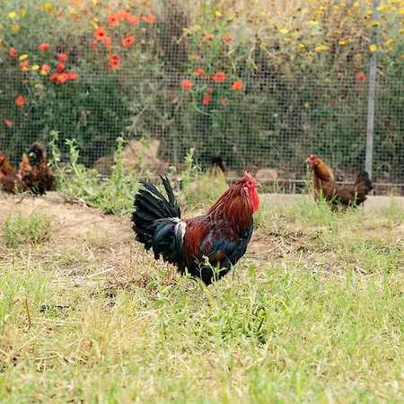 Judeka Agriresort * كالتاجيروني