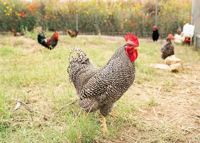 Judeka Agriresort Rezort Caltagirone